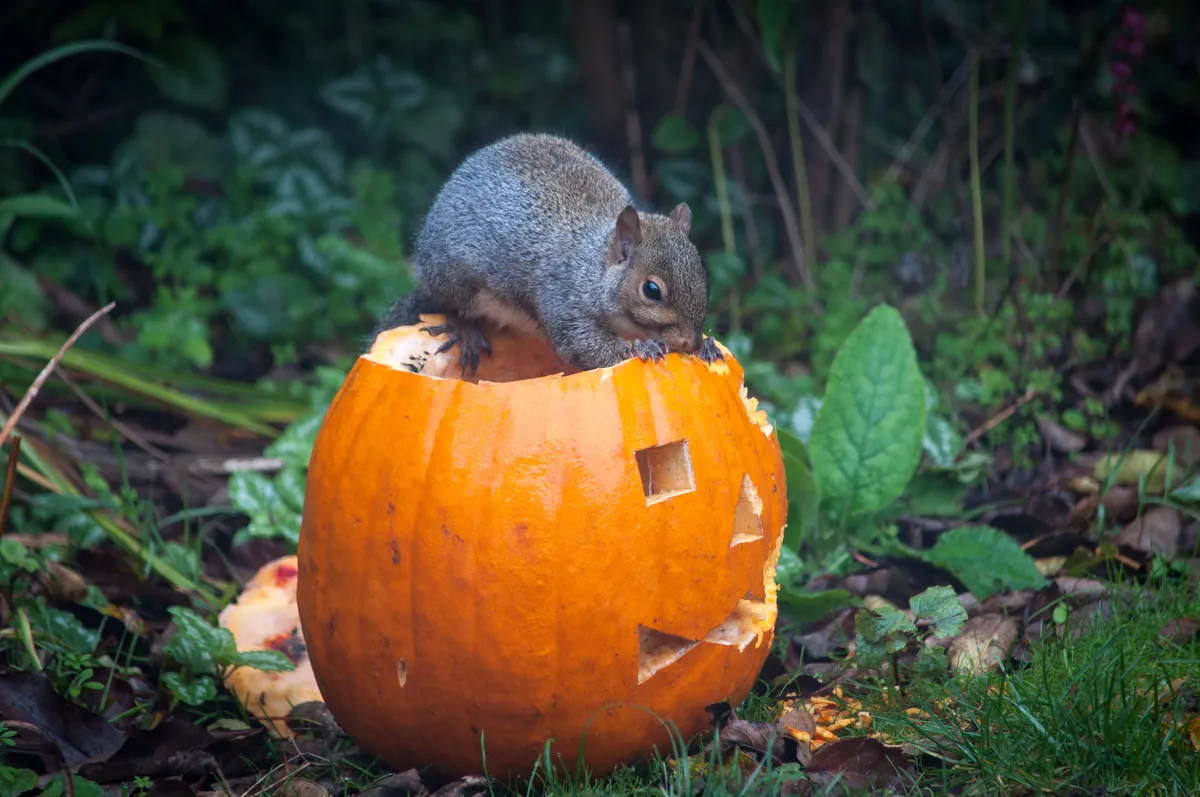 A grey squirrel perched on top of a pumpkin (which is without its lid), feeding on the pumpkin.