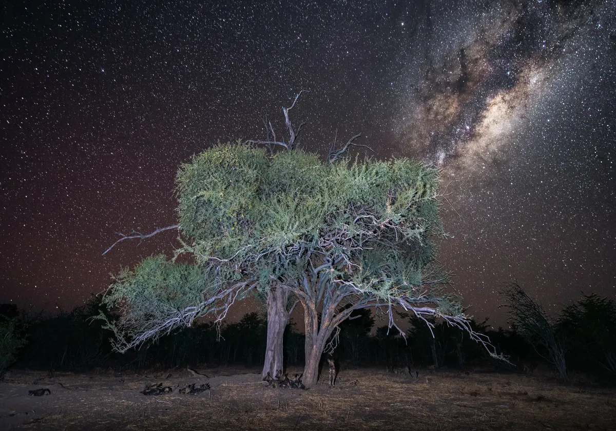 A pack of African wild dogs look tiny under a huge tree in the centre of the photograph, surrounded by thousands of bright stars against the night sky. In the top right of the photo is the Milky Way, which stretches diagonally from the top of the tree, in white, gold, cream and black, which lights up the sky.
