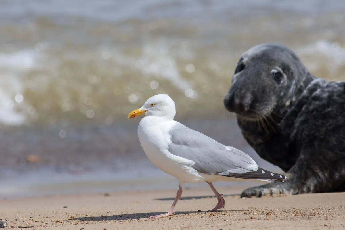 An adult herring gull walking on the beach at the Horsey grey seal colony in Norfolk, England, UK. © Ian Dyball/Getty