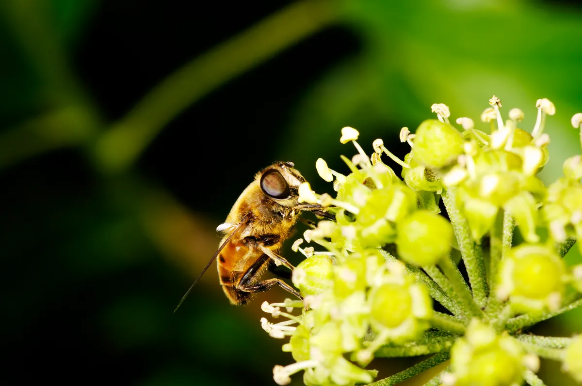 Side-on view of a hoverfly feeding from the pale green-yellow flowers of ivy.