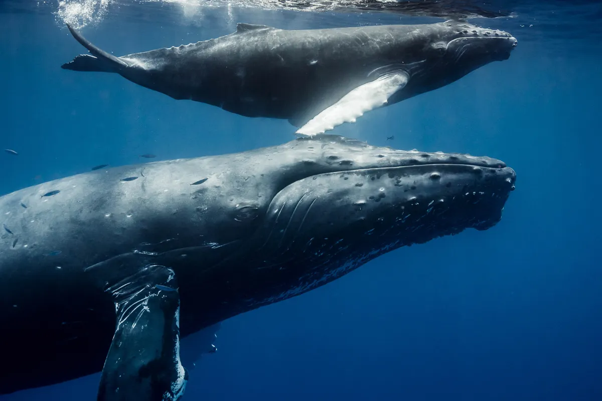 Two humpback whales swimming just below the surface of the ocean, with a small school of fish swimming alongside one of the whales.