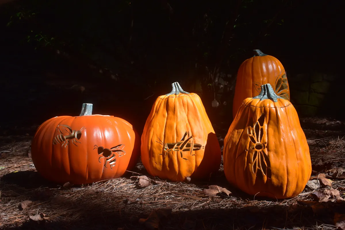 Four pumpkins of slightly different shapes and sizes lit up in a ray of sunlight. They are each carved with insects: bees, grasshopper, butterfly and moth.