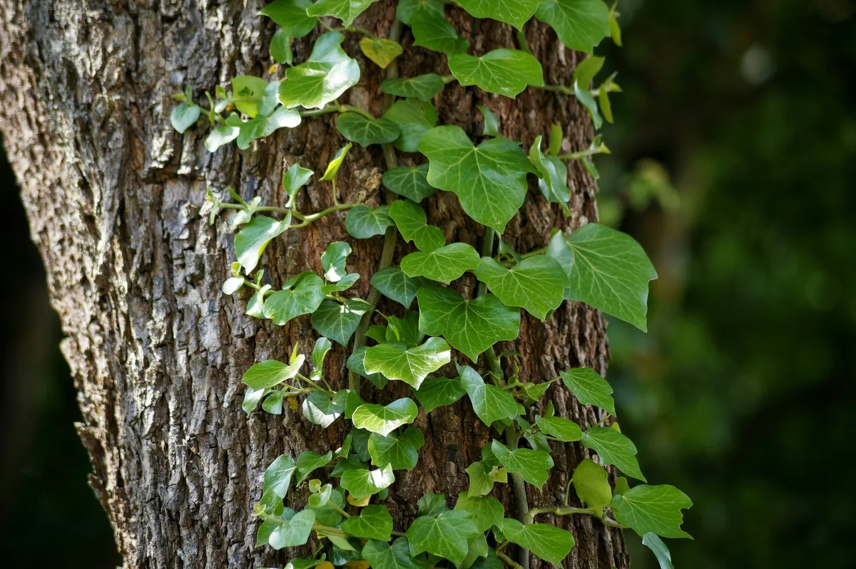 Ivy growing up a tree. © Antonio Krämer/EyeEm/Getty