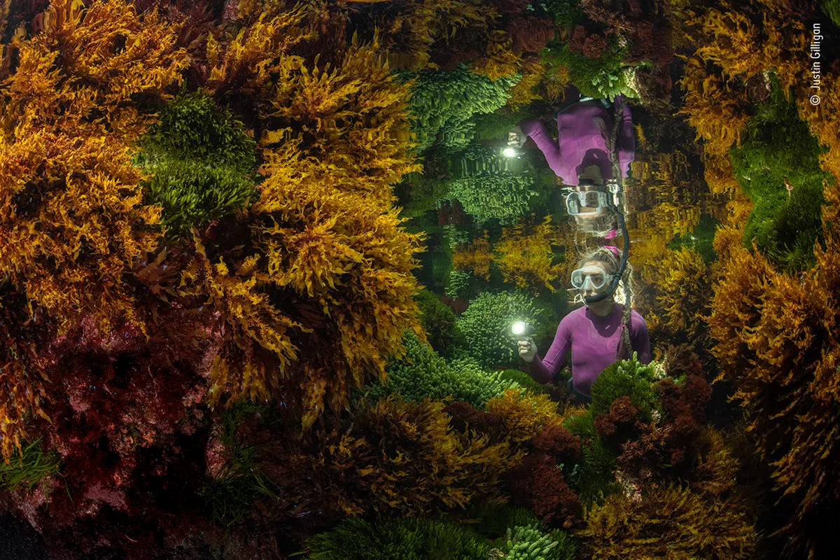 A person wearing a purple wetsuit and with a snorkel and holding a torch amongst multi-coloured seaweed, with reflections on the underside of the surface of the water.