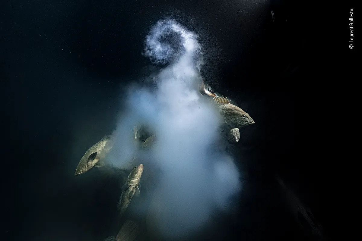 Against a dark background, a group of brown fish produce a white cloud.