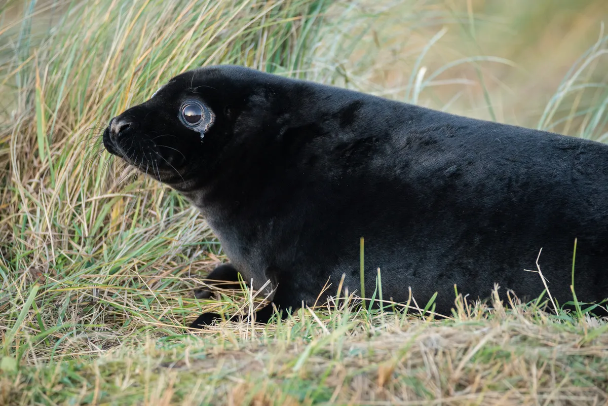 A young grey seal pup with black velvety fur amongst grass.