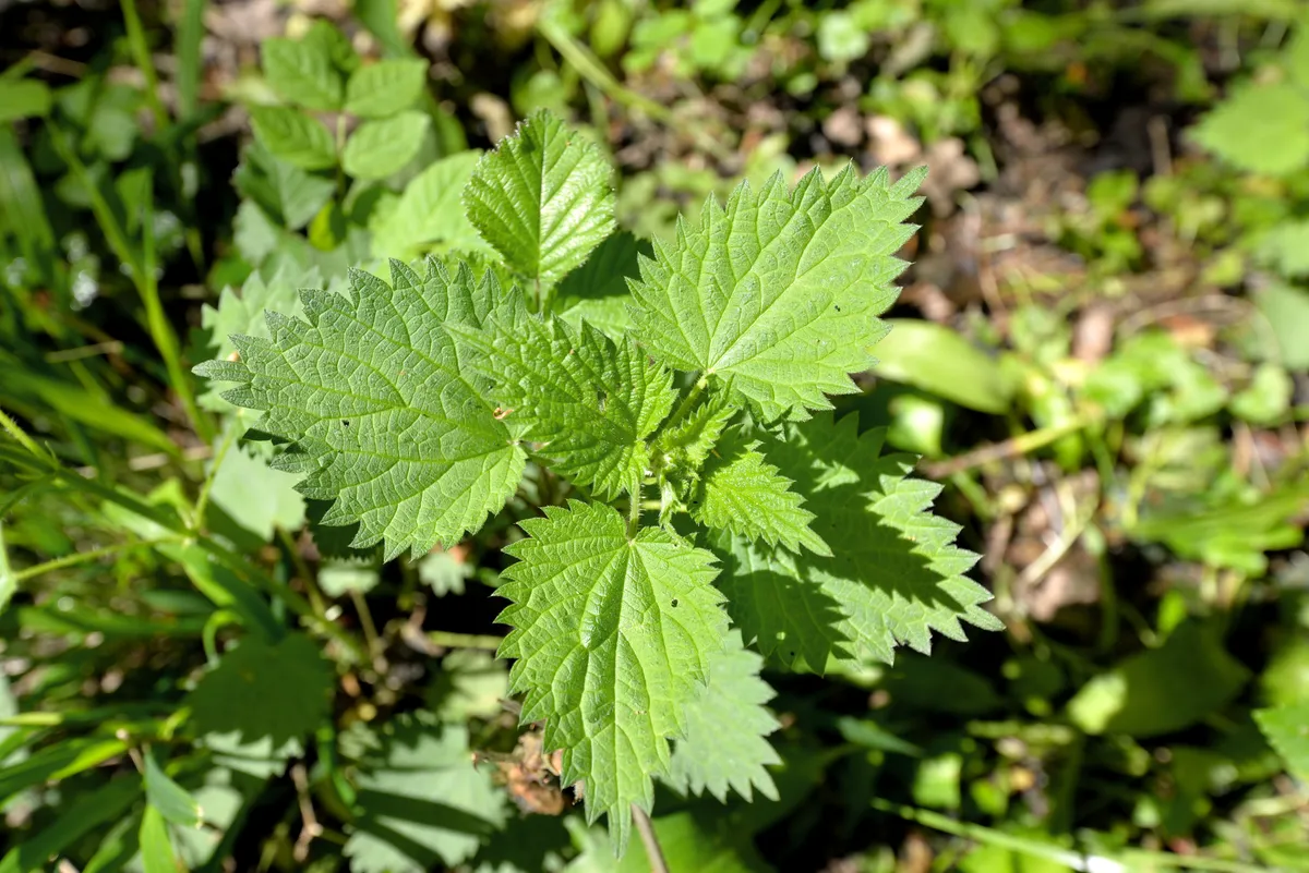 Looking down from above, a green nettle plant grows up from the woodland floor.
