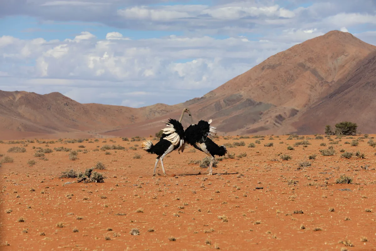 Two male ostriches fight in a orange-red desert landscape, with mountains rising in the background