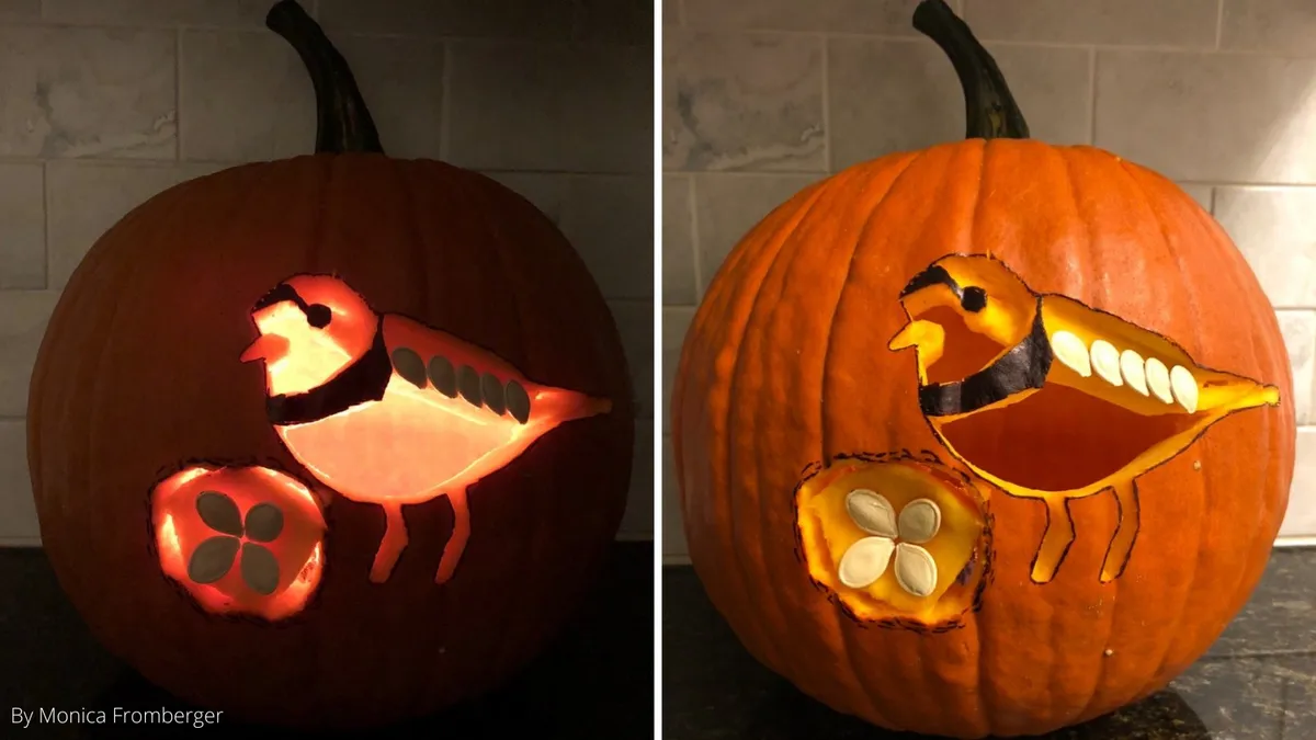 A piping plover carved into a pumpkin, with a nest containing four pumpkin seeds that look like eggs when lit up.