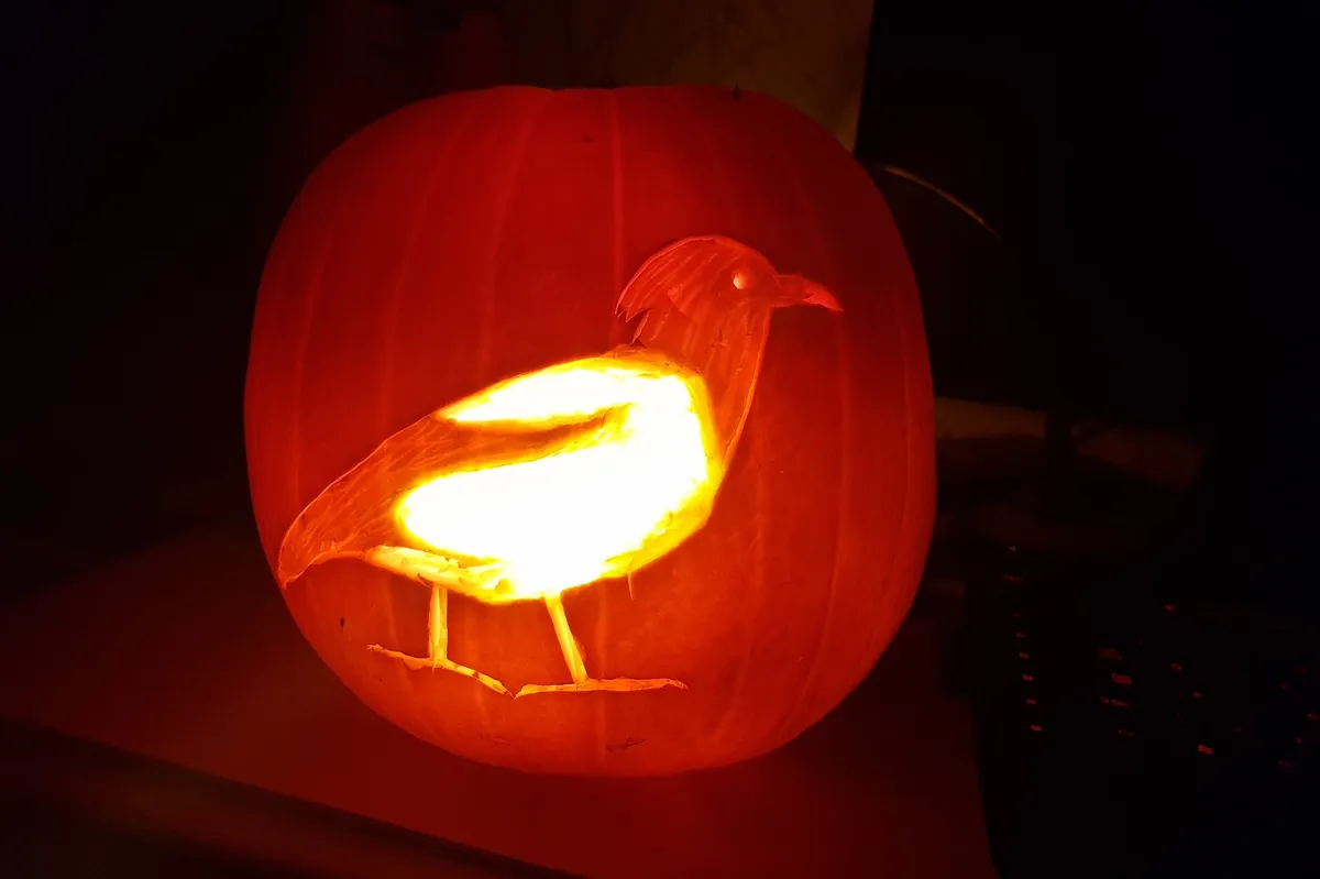 A pumpkin in darkness, lit up from within to show the carving of a rosy starling.