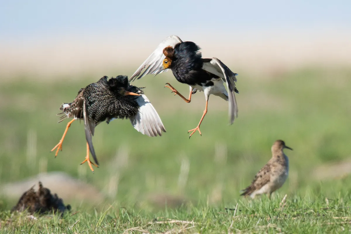 Two male ruffs fight for dominance in a lekking arena, Finland. © Barrie Britton/Silverback Films/BBC