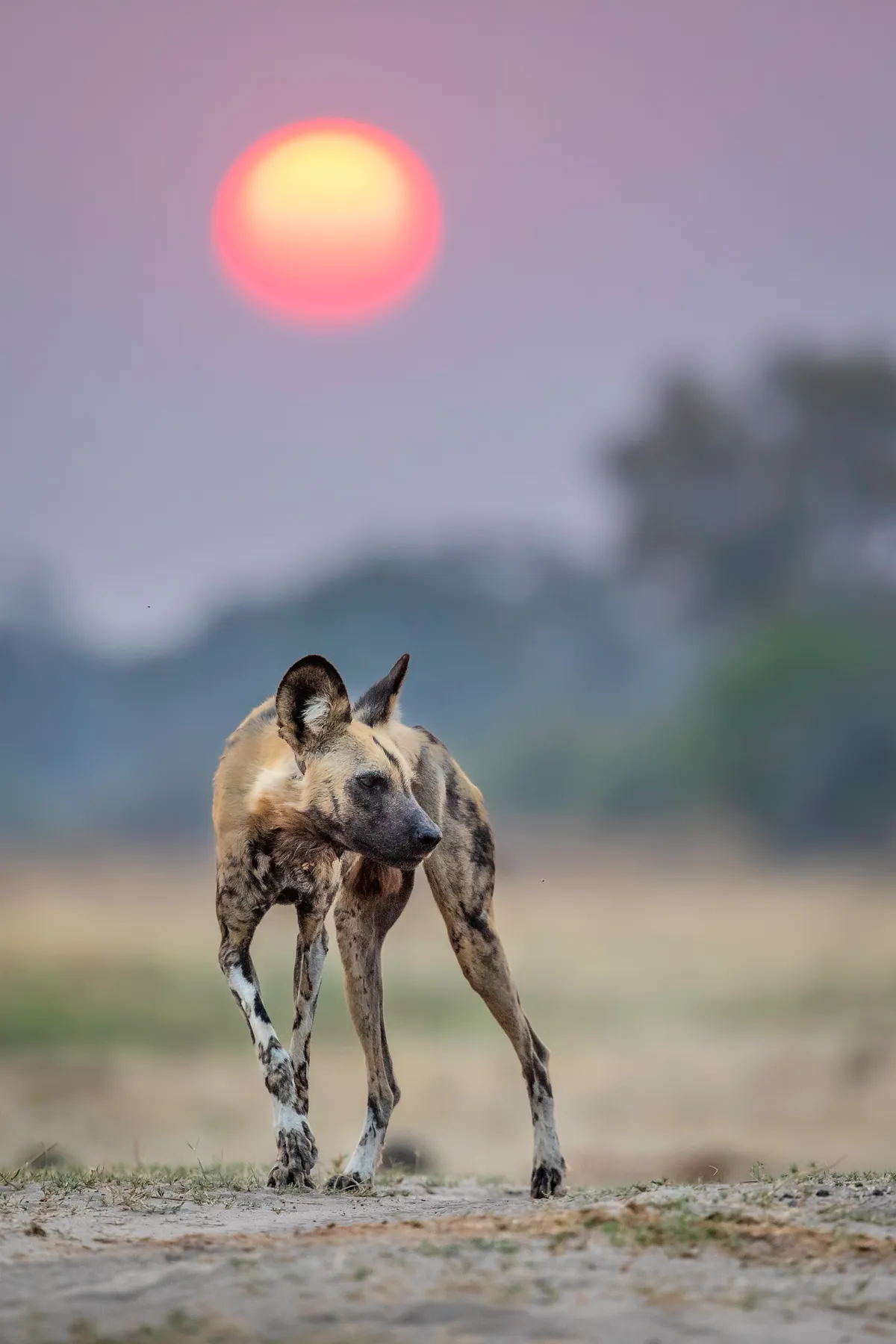 An African wild dog, with white and grey dappled shins, pale brown coat and black muzzle, walks along a track. Directly above, the yellow sun is enveloped by a ring of red as it begins to set, turning the sky a pale purple, contrasting with the yellow and green trees and ground.