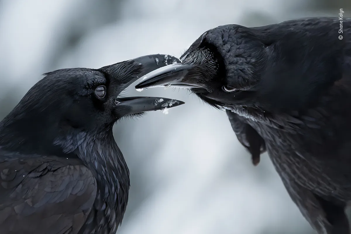 A raven passes something to its mate, who has its beak open. Both have small bits of ice/snow on their beaks.