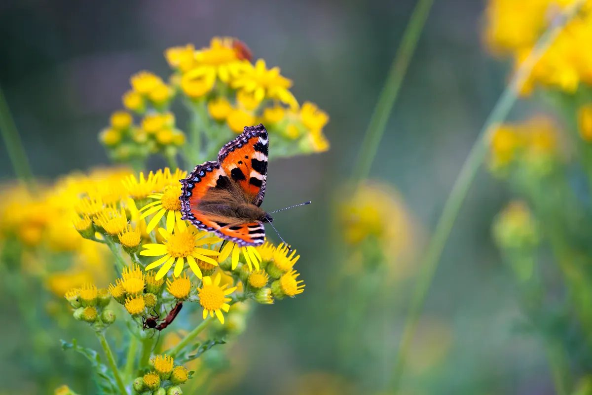 A small tortoiseshell butterfly feeds on yellow ragwort flowers. Under the flower heads, there are two soldier beetles. In the background there are blurry ragwort flowers with more insects on them.