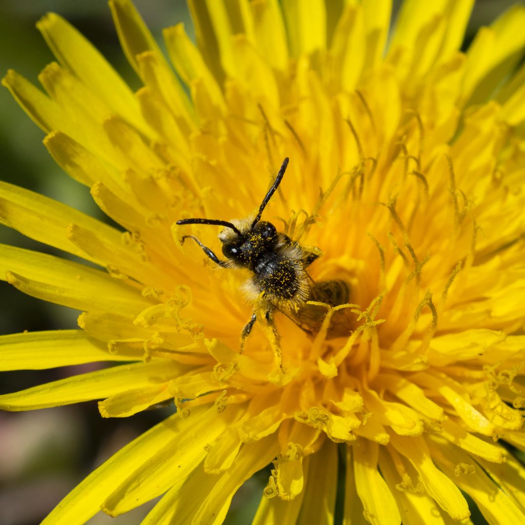 Why weeds are important for wildlife
