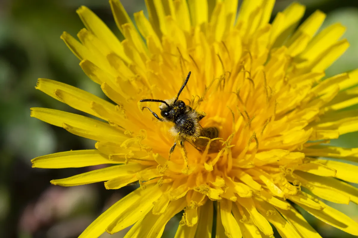 A small bee from the solitary bee group in the centre of a bright yellow dandelion flower, which fills the whole picture.