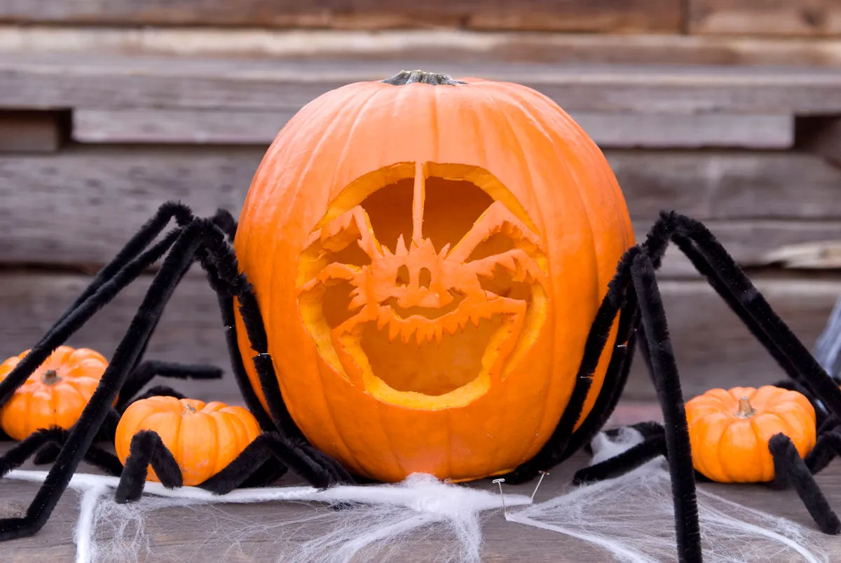 A pumpkin in daylight with a spider carved into it. Around the pumpkin, there are three small squashes, and fake webbing. The pumpkin and the squashes have large black pipe cleaners for legs.