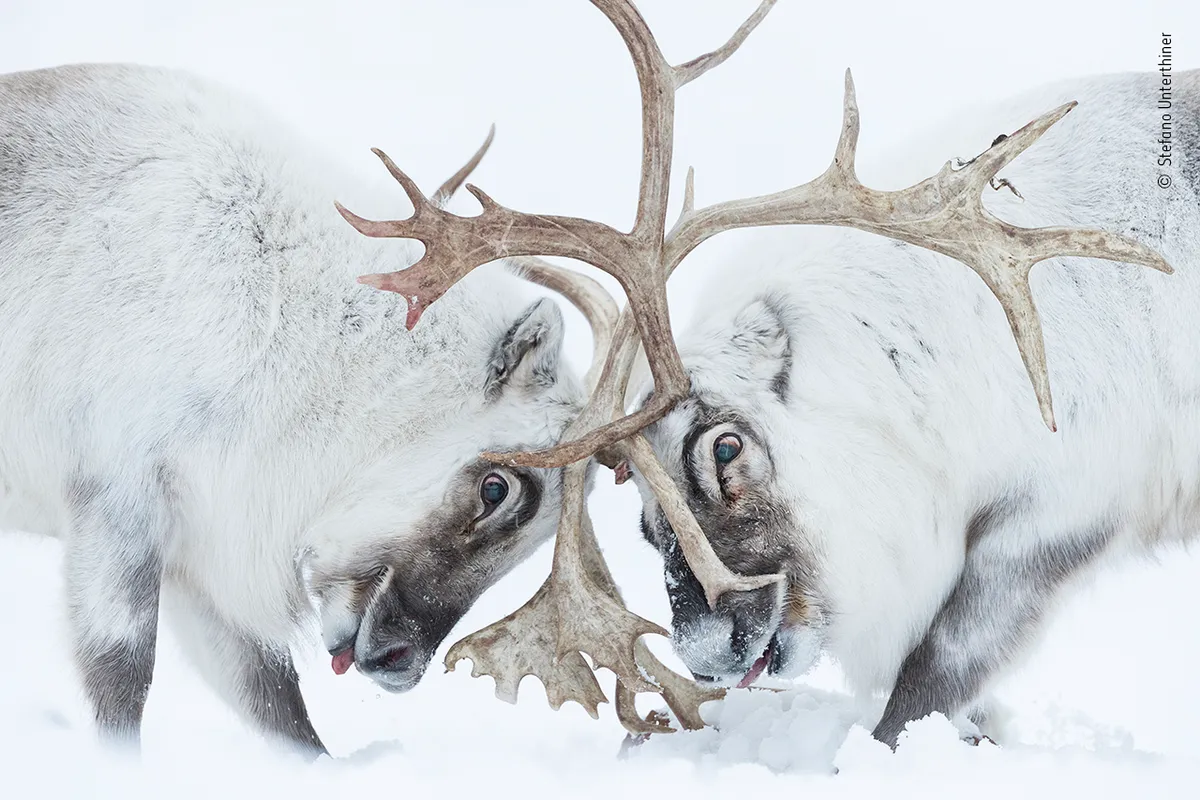 Two male reindeer with white fur fight with their antlers interlocked amongst the snow.