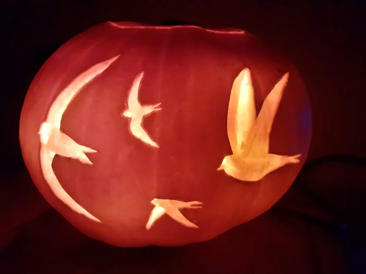 A pumpkin in darkness, lit up from within to show the carving of four swifts in flight.