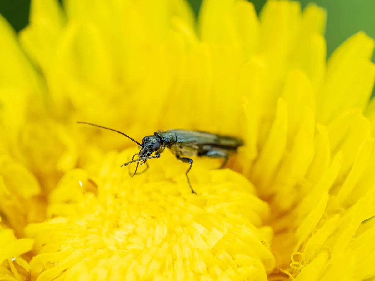 A bright yellow dandelion flower fills the whole image. In the middle, a shiny, thin, green beetle (with thick thighs on its hind legs) is feeding.