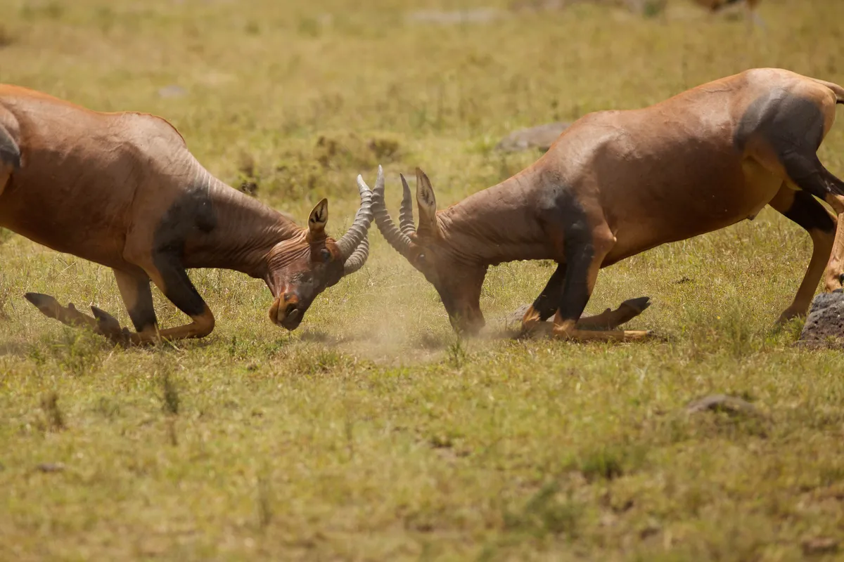 Two topi (a species) of antelope) fighting amongst grass, with their heads down and their horns clashing.