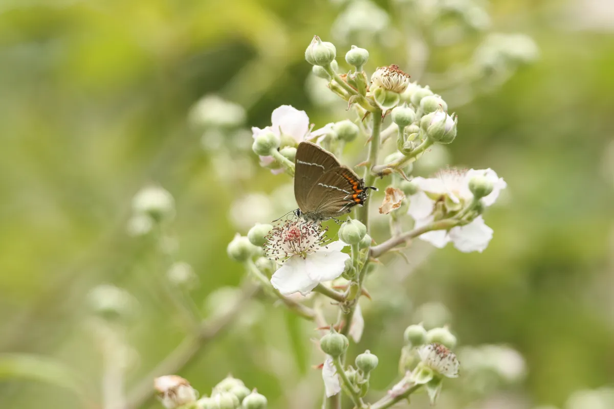 A white-letter hairstreak butterfly on white bramble flowers with its wings closed, showing the brown underside, with the white line (including the white letter) and orange edging.