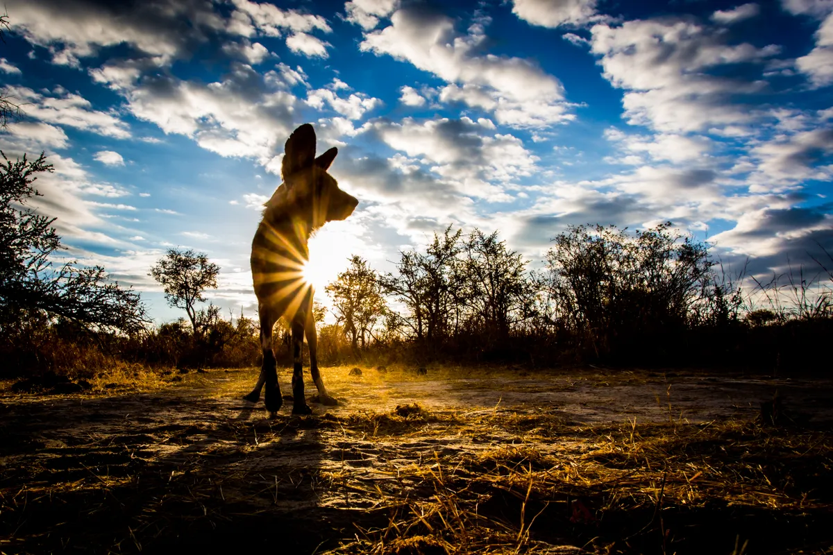 An African wild dog stands directly in front of the sun, which is rising and creating a spotlight on the ground as well as eight yellow rays on the dog’s body. Bushes and trees appear dark against bright blue sky, which is littered with fluffy white clouds.