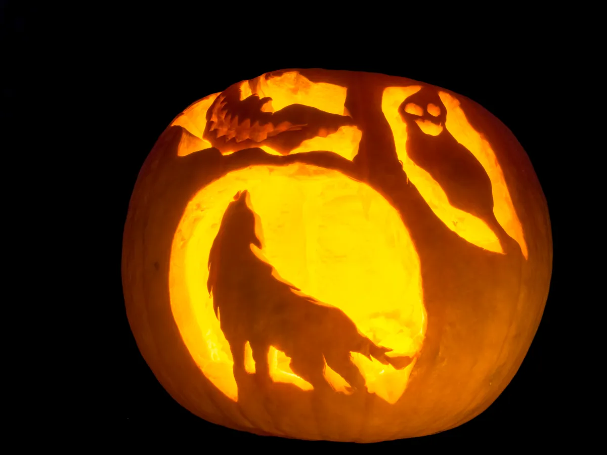 A pumpkin in darkness, lit up from within to show three holes which have been carved with a wolf, a bat and a ghost.