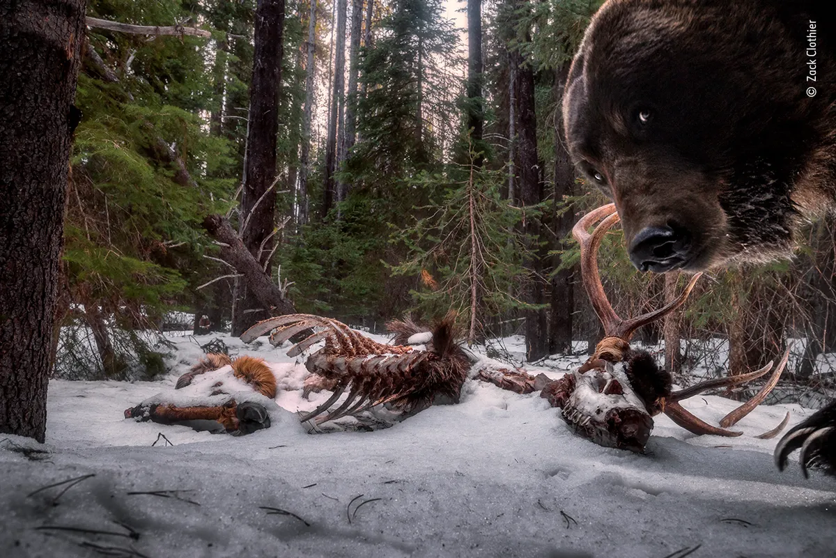 A grizzly bear looks sideways into the camera trap whilst investigating a very decomposed bull elk carcass which is lying in the snow surrounded by forest.