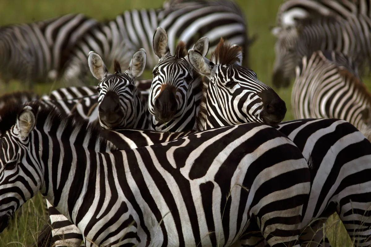 A herd of zebra grouped together amongst green grass.