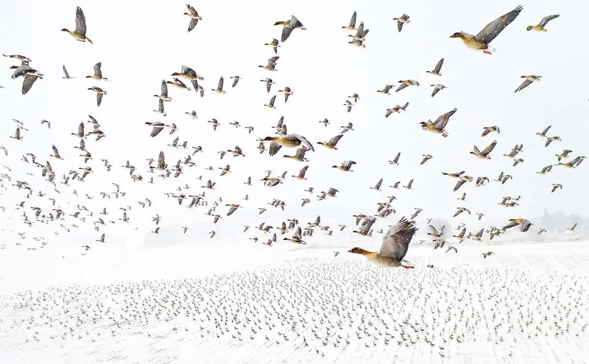Category: Birds, winner: Bird migration ©Terje Kolaas/GDT 2021