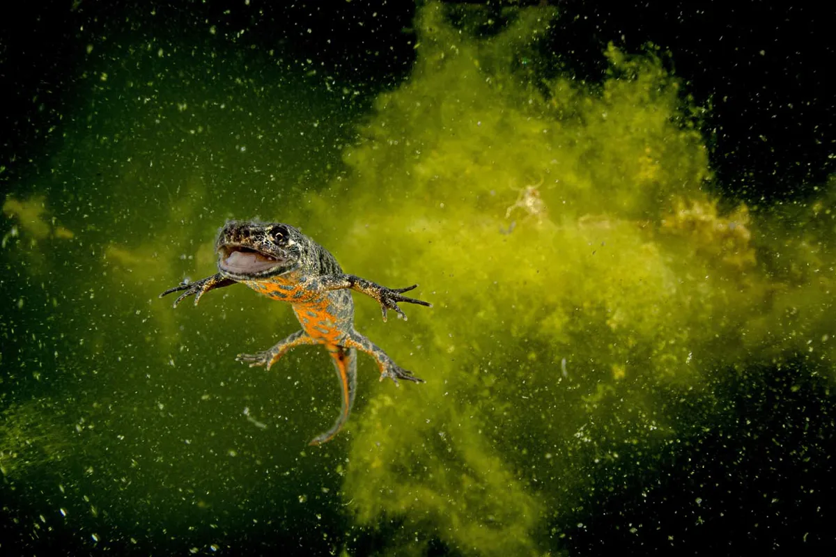 Category: Other Animals, Highly commended: Macedonian crested newt ©Nicholas Samaras/GDT 2021