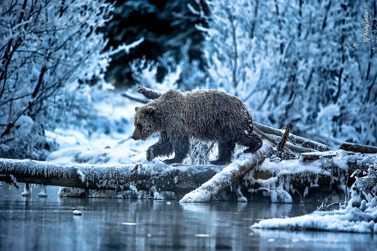 The ice bear cometh… - ©Andy Skillen/Wildlife Photographer of the Year