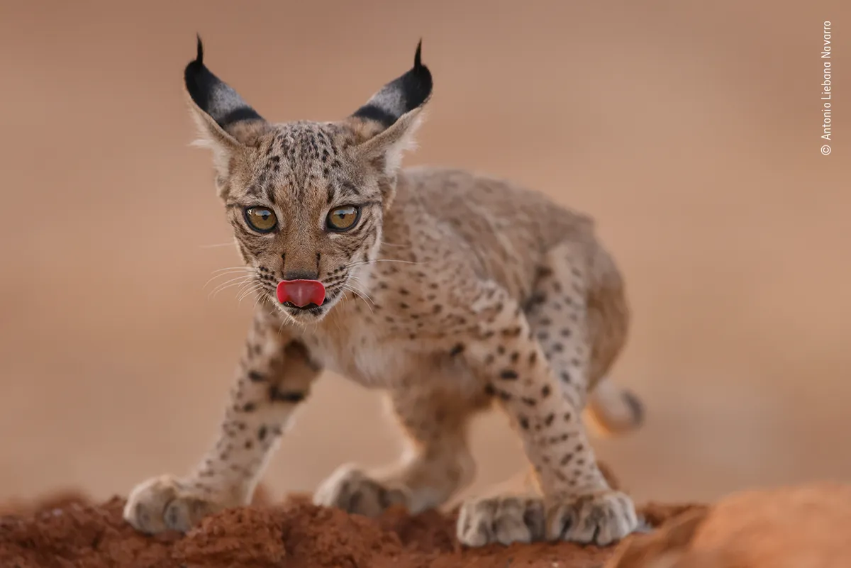 Lynx cub licking - ©Antonio Liebana Navarro/Wildlife Photographer of the Year