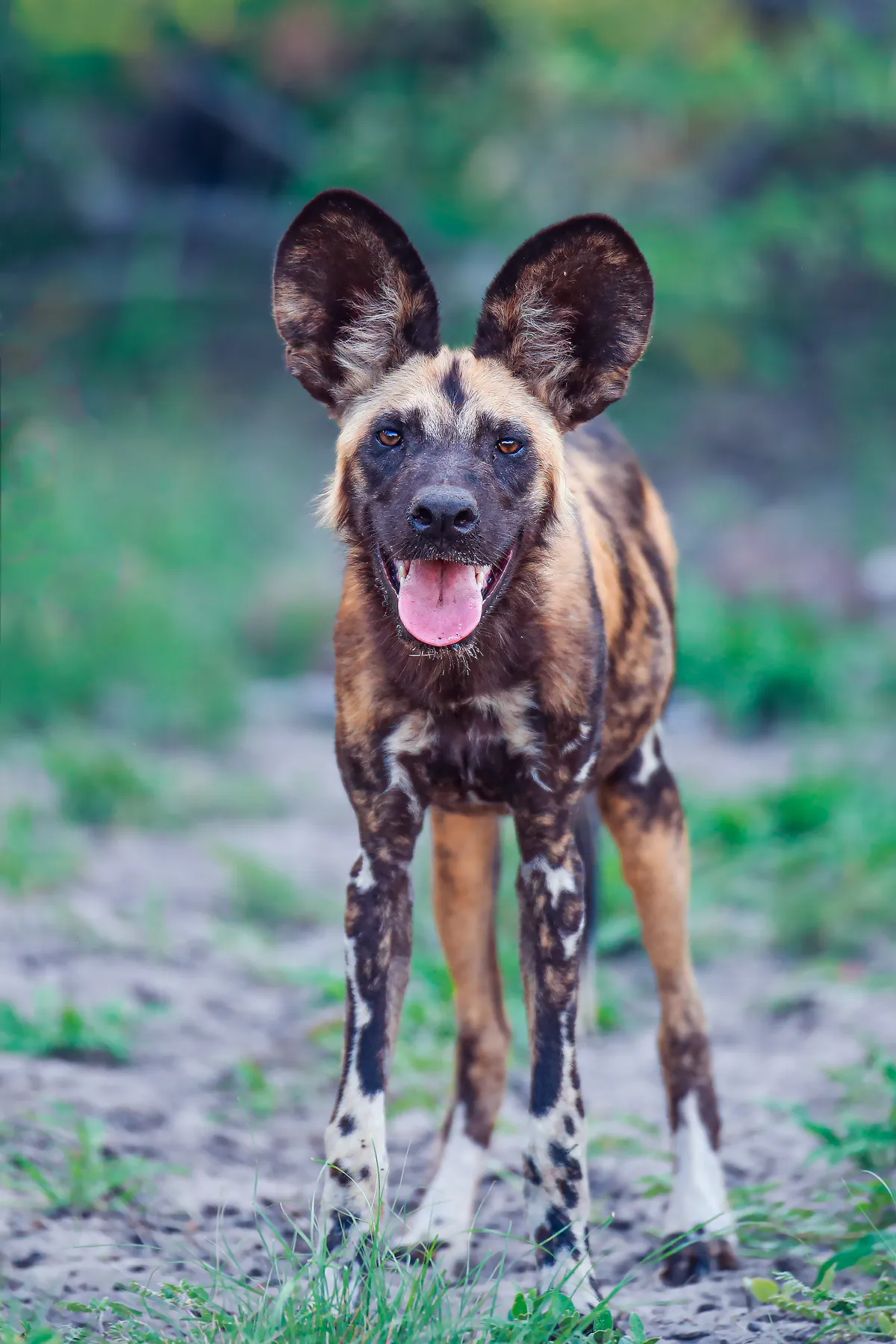A single African wild dog stands to attention, with its huge ears up, its pink tongue out and its brown eyes looking into the camera.