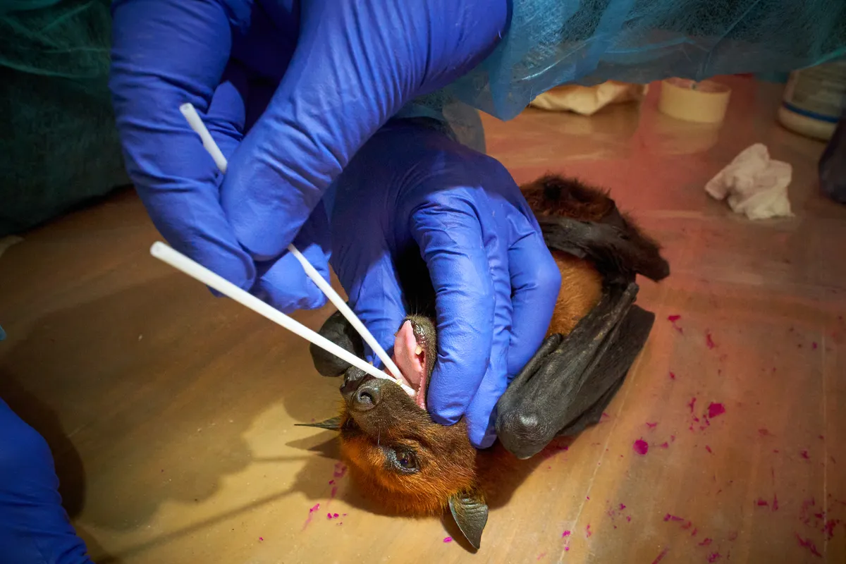 A bat lies face-up on a table whilst a vet takes swab samples from its mouth.