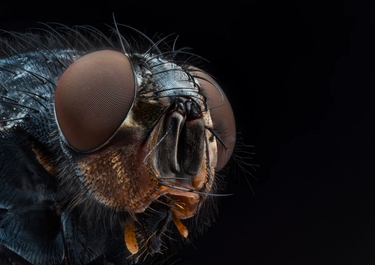 An extreme close-up of a blowfly fills the frame. Each little hair and the geometric details of its eyes can be seen.