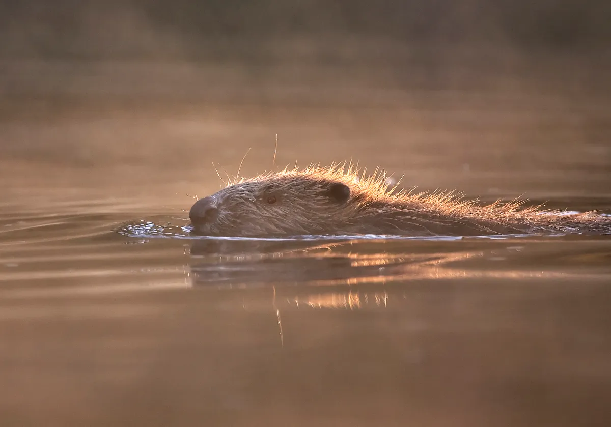 A beaver swimming with a golden light reflecting off the water