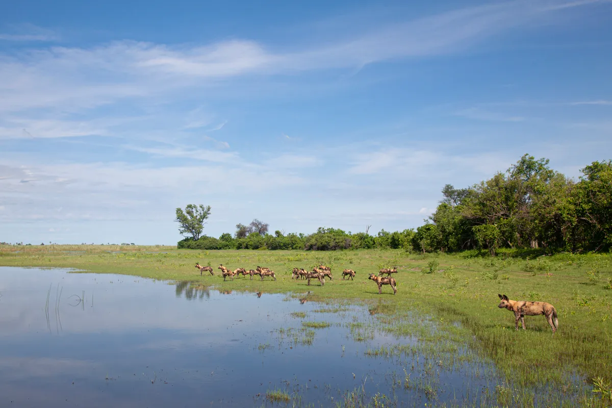 About 20 African wild dogs, with ears pricked up, on the edge of a river. The blue water and sky contrast with the green of the grass and trees in the background.