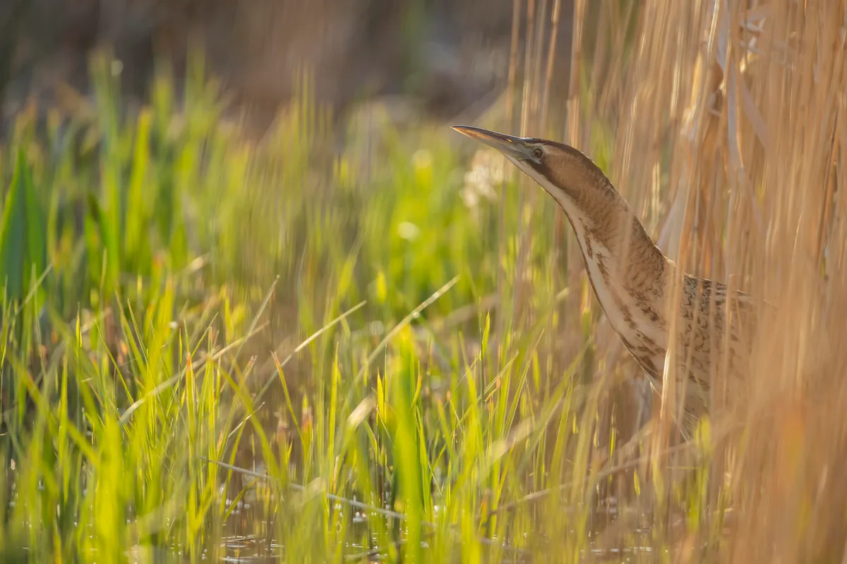 A Eurasian bittern emerging from a reed bed in Suffolk, England, UK. © Kevin Sawford/ImageBROKER/Getty Images