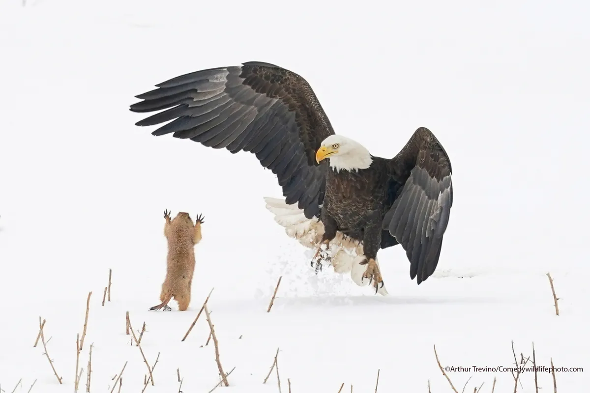 Surrounded by snow, a prairie dog jumps up at a bald eagle which seems to be taken aback.