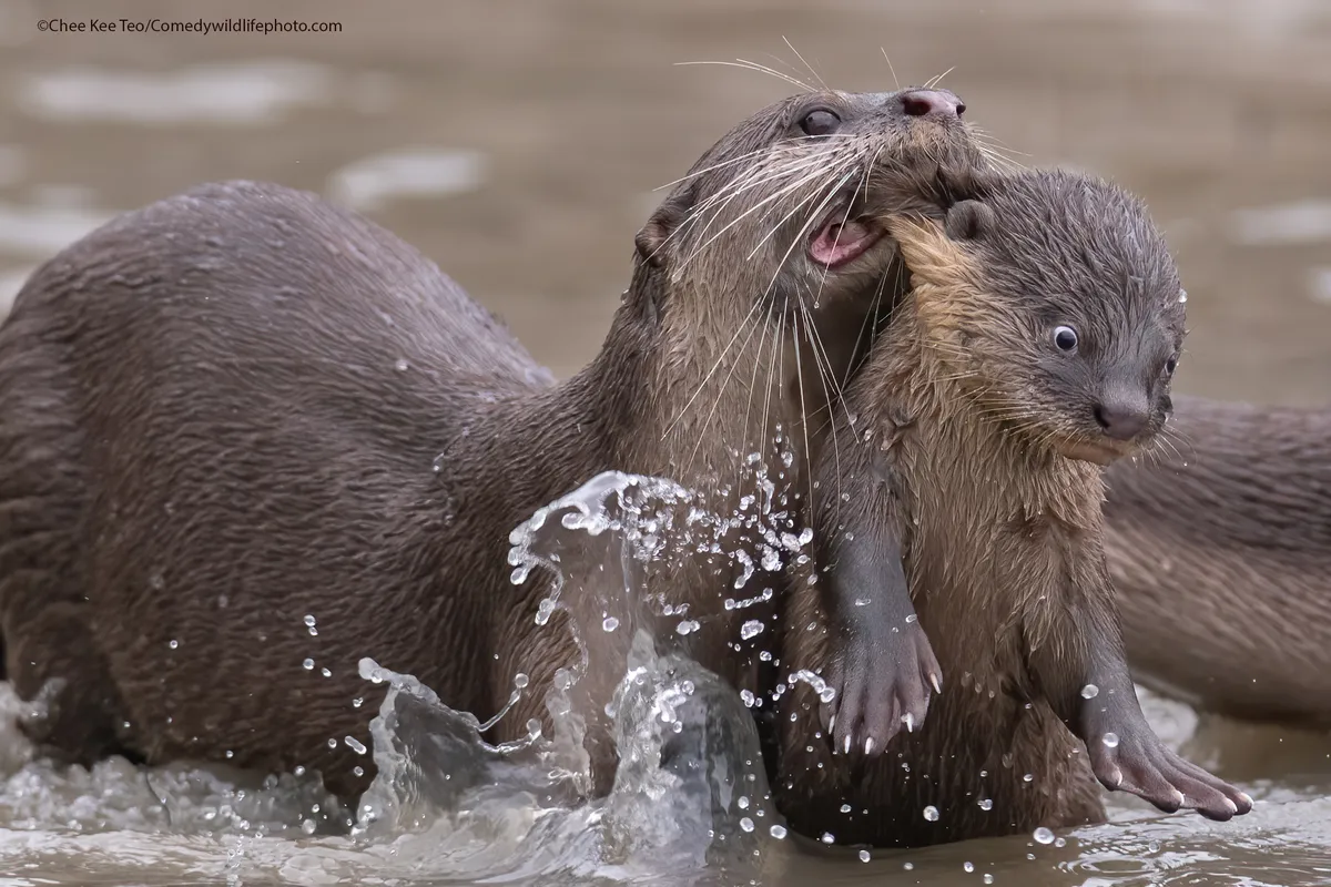 A smooth-coated otter adult holds onto the back of the neck of a pup, who looks startled.