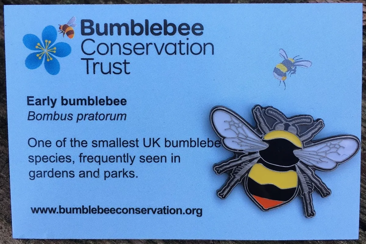 A bumblebee pin (body with stripes of yellow, black and orange) pinned onto a white card with information about the species.