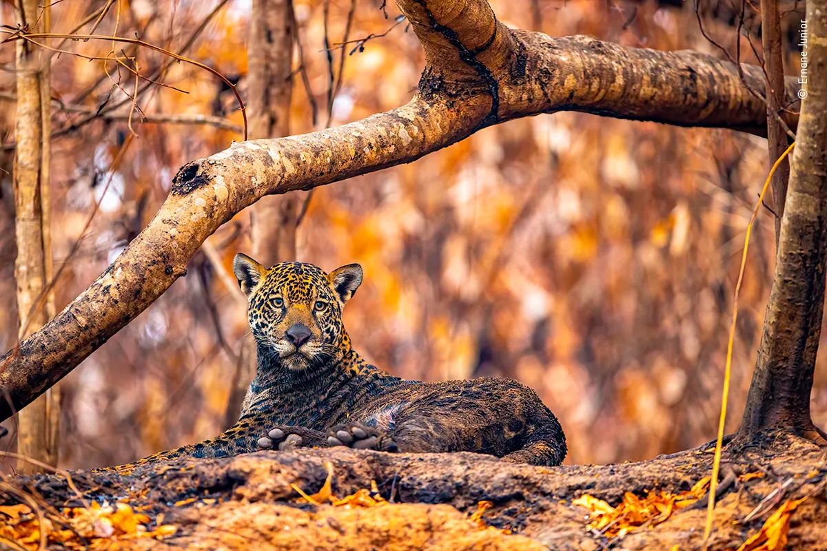 Jaguar of ashes - ©Ernane Junior/Wildlife Photographer of the Year