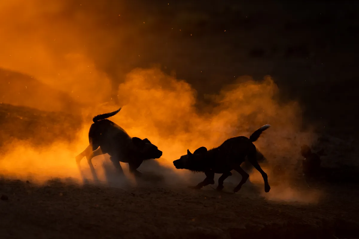 The black silhouettes of two African wild dogs play fighting, stooped down, with their tails in the air and noses pointing to each other, in front of a bright orange backdrop.