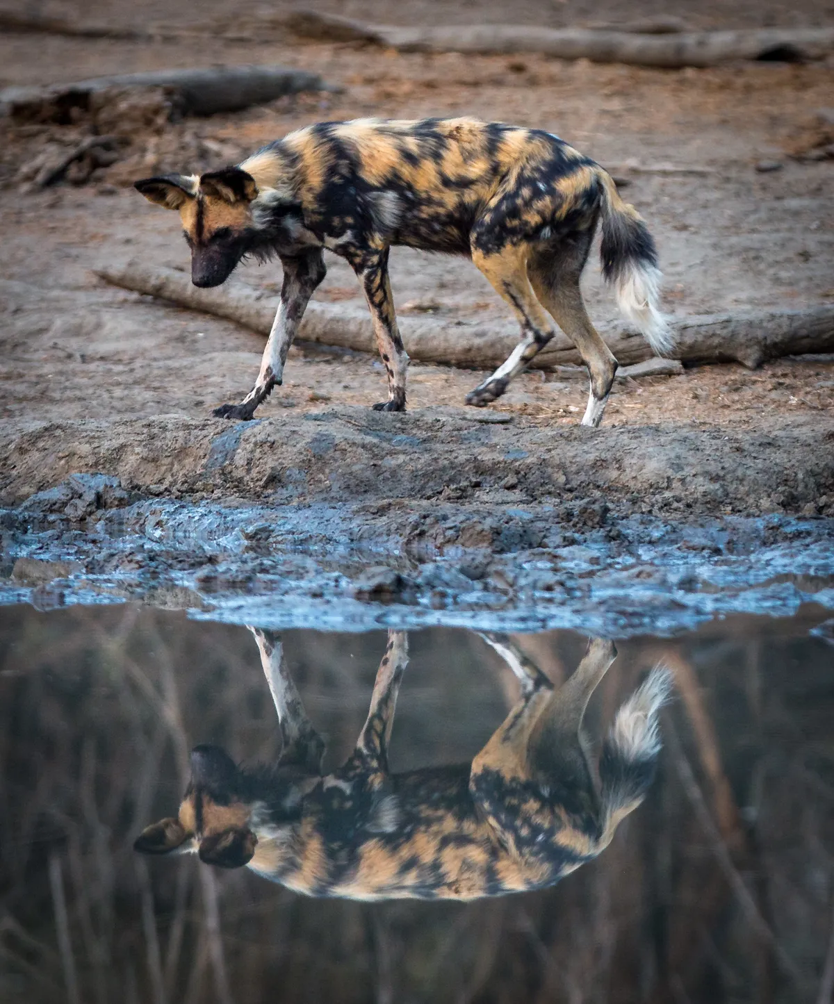 A wild dog looks spots its reflection in the water as it moves along a muddy bank near the edge of a water pool.