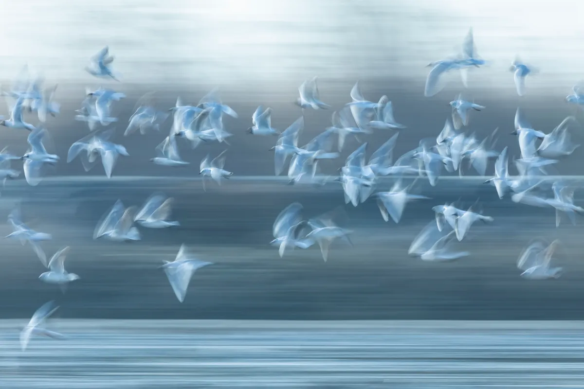 A large flock of gulls zoom across the frame, leaving chaotic blurred impressions against the foggy and ice-blue background.