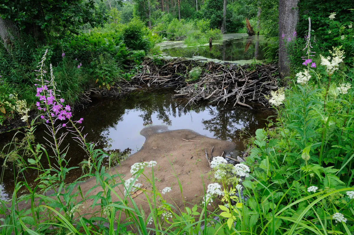 A beaver dam in Estonia.