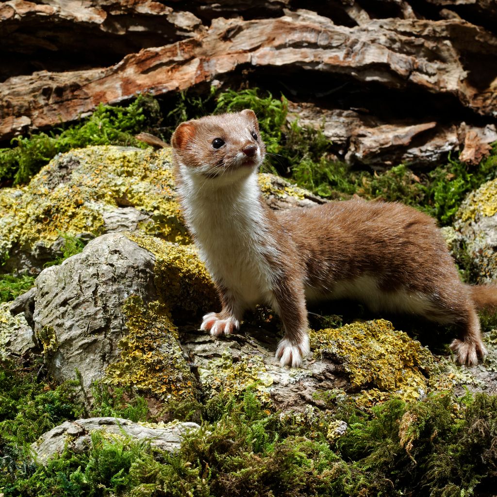 Camera Trapping Method Innovative new camera trapping method is a big hit with weasels ...