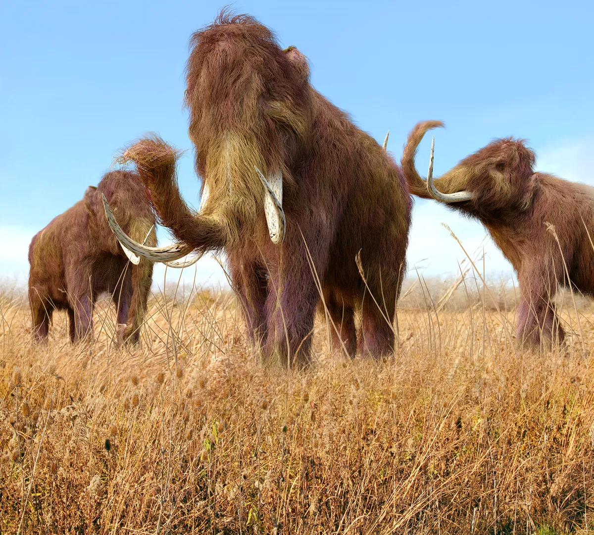 An illustration of a group of Woolly Mammoths feeding on wild grass
